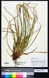 Carex picta image