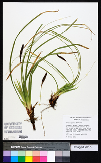 Carex picta image