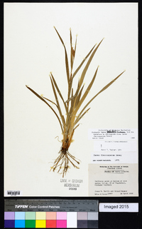 Carex flaccosperma image