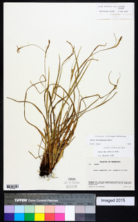 Carex planispicata image