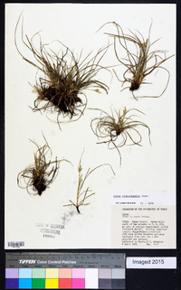 Carex planostachys image