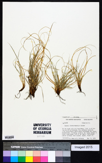 Carex planostachys image