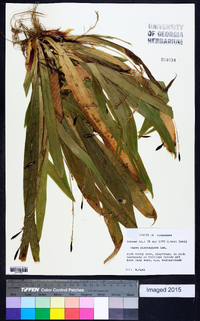 Carex plantaginea image