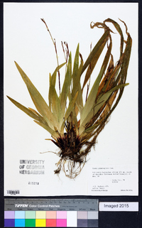 Carex plantaginea image