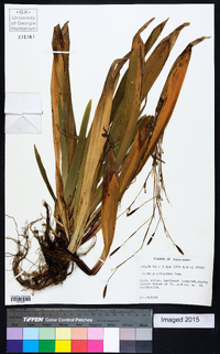 Carex plantaginea image