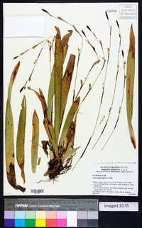 Carex plantaginea image