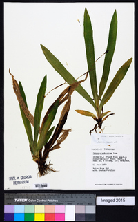 Carex plantaginea image