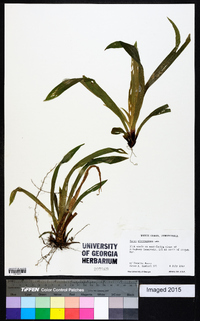 Carex plantaginea image