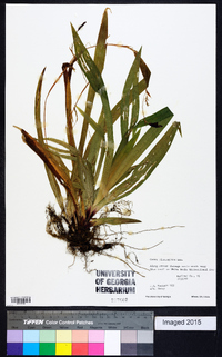 Carex plantaginea image