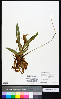 Carex plantaginea image