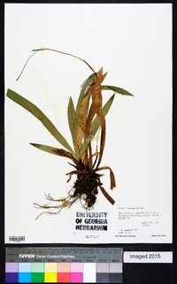 Carex plantaginea image