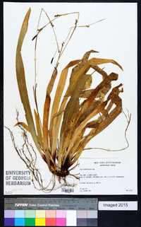 Carex plantaginea image