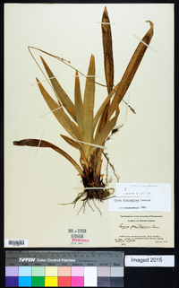 Carex plantaginea image