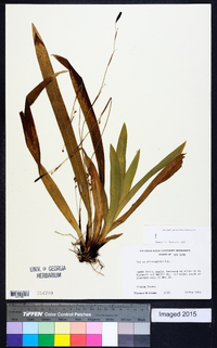 Carex plantaginea image