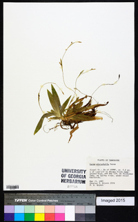 Carex platyphylla image