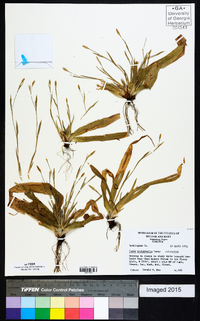 Carex platyphylla image