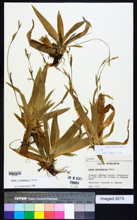 Carex platyphylla image