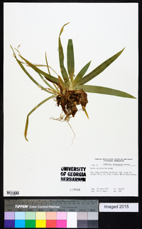 Carex platyphylla image