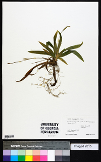 Carex platyphylla image