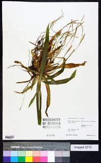 Carex platyphylla image