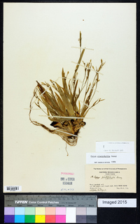 Carex platyphylla image