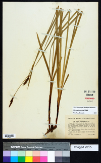 Carex polymorpha image