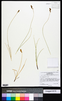 Carex praegracilis image