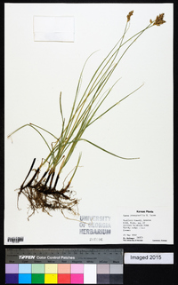 Carex praegracilis image