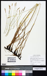 Carex praegracilis image