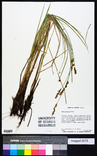 Carex prairea image