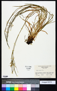 Carex prasina image