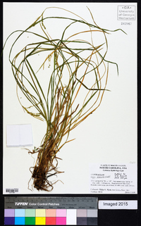 Carex prasina image