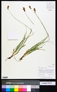 Carex praticola image