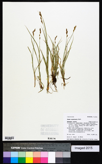 Carex praticola image