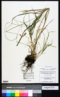 Carex projecta image