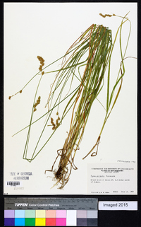 Carex projecta image