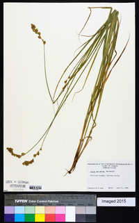 Carex projecta image