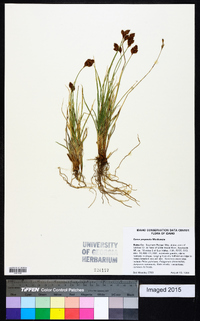 Carex proposita image