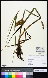 Carex pseudocyperus image