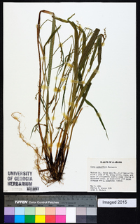 Carex purpurifera image