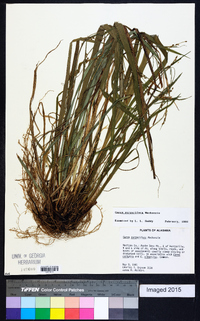 Carex purpurifera image