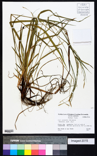 Carex purpurifera image