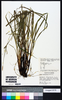 Carex purpurifera image