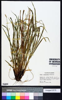 Carex purpurifera image