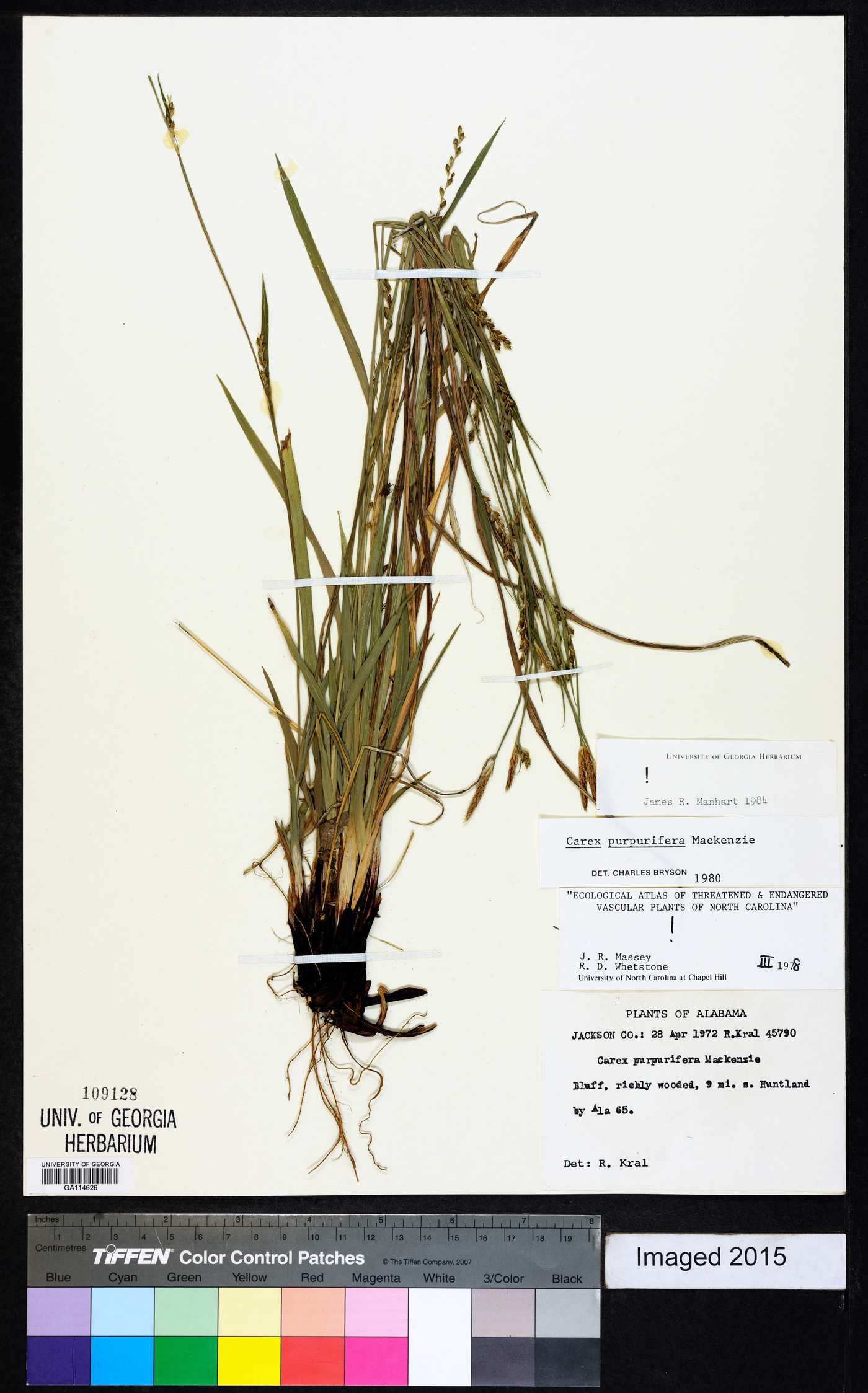 Carex purpurifera image