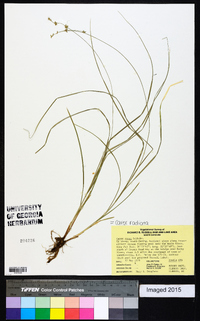 Carex radiata image