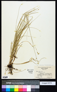 Carex radiata image