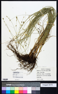 Carex radiata image