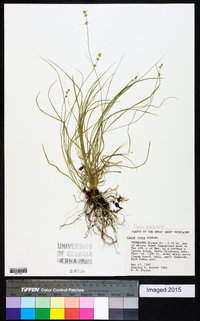 Carex radiata image