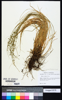 Carex radiata image